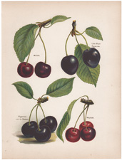 cherries